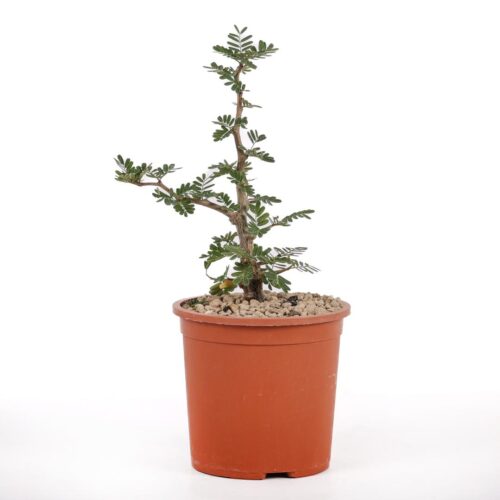 Senna meridionalis Ø 14