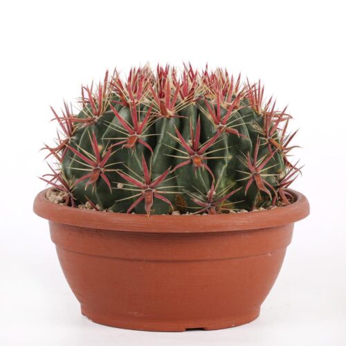 Ferocactus latispinus Ø 25