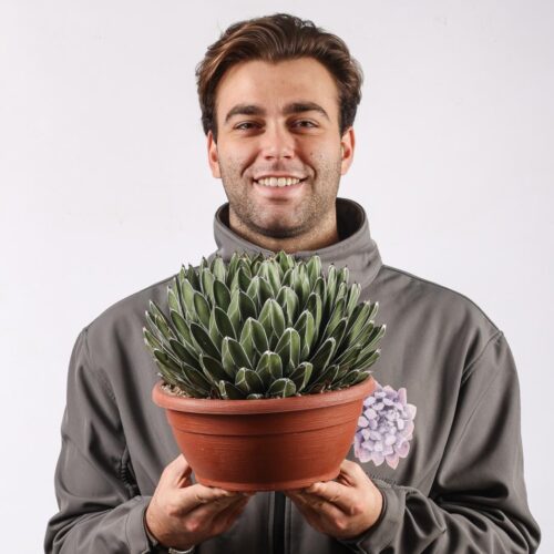 Agave victoriae-reginae forma compatta Ø 25