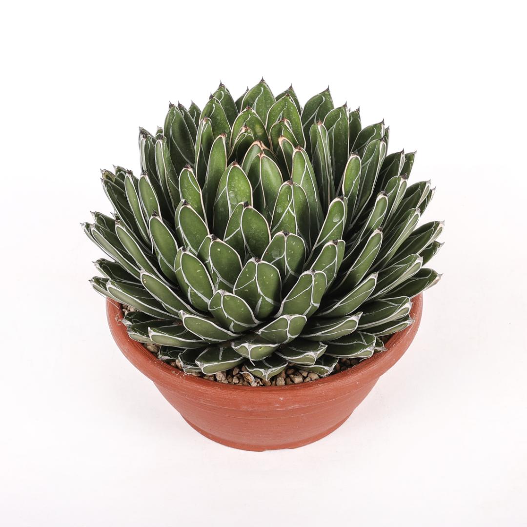 Agave victoriae-reginae forma compatta Ø 25