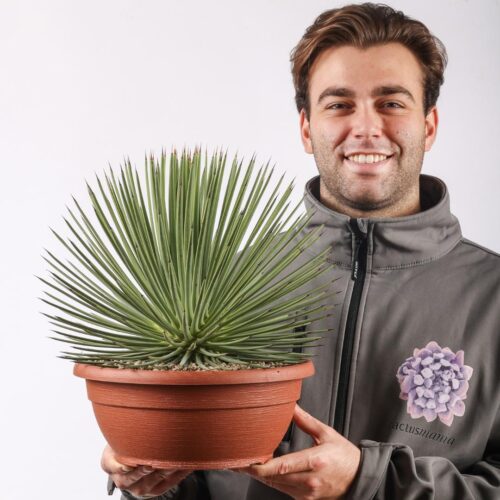 Agave stricta nana Ø 30