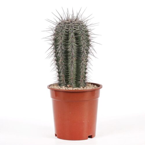 Carnegiea gigantea (Saguaro) Ø 17