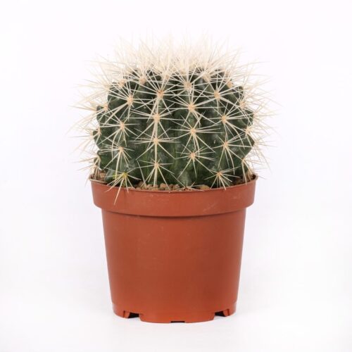 Echinocactus grusonii alba Ø 12 cm