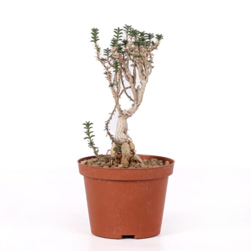 Trichodiadema bulbosum Ø 10,5 cm