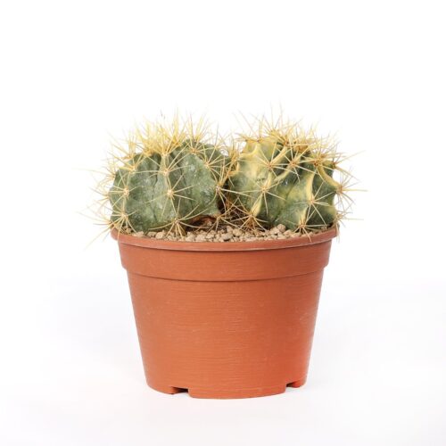 Ferocactus glaucescens variegato Ø 18 cm