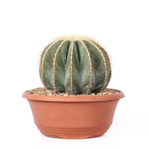 Parodia magnifica Ø 23 cm