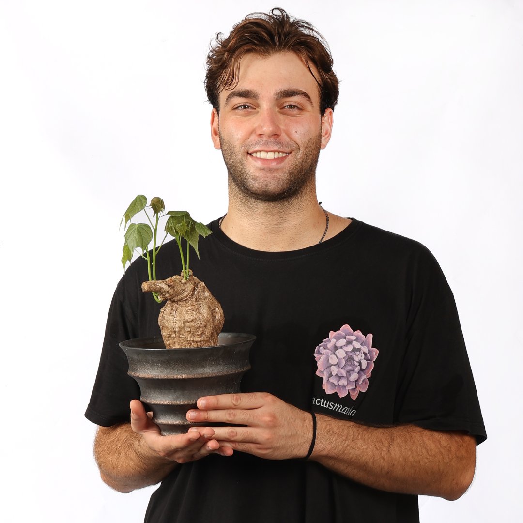 Sterculia colorata Ø 18 cm