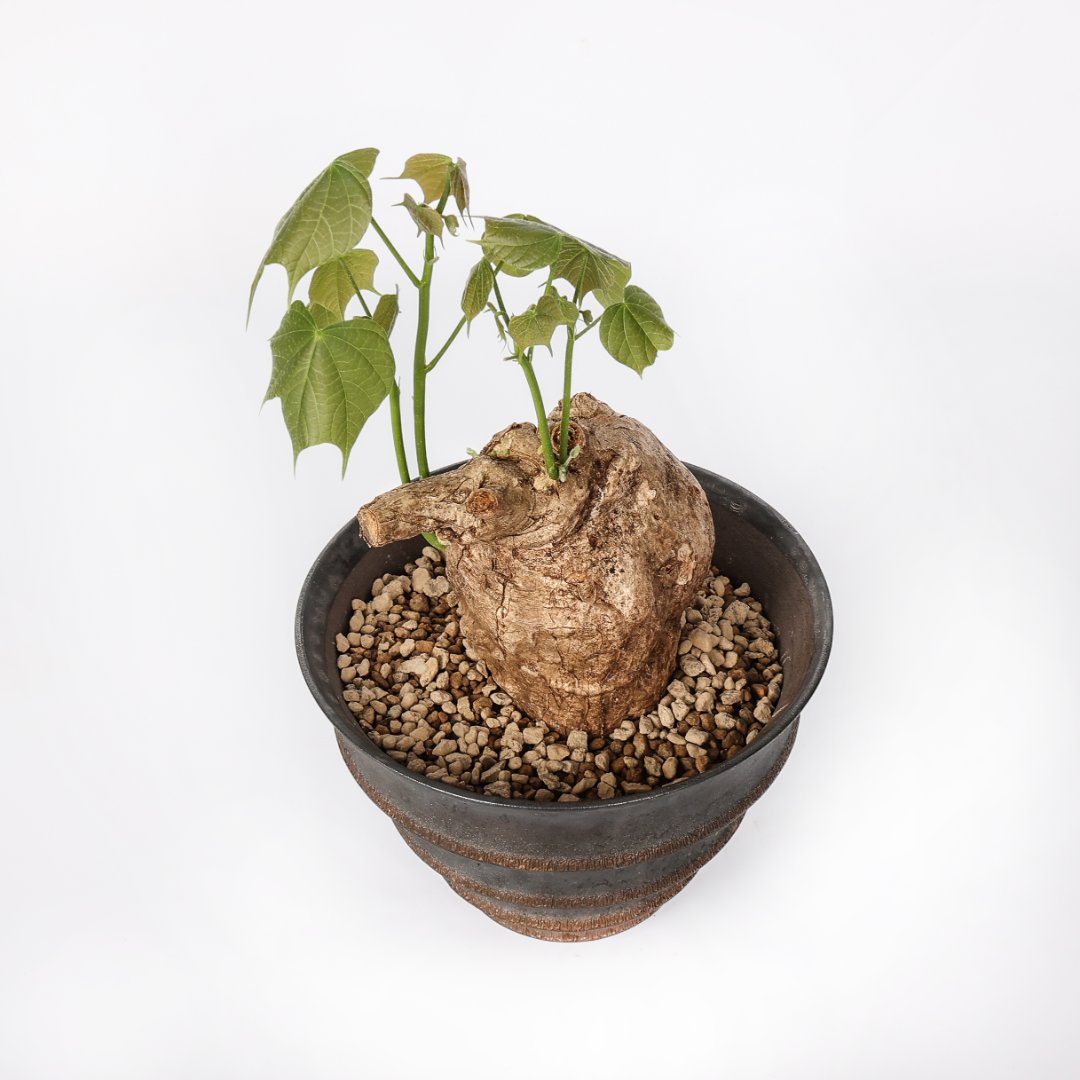 Sterculia colorata Ø 18 cm
