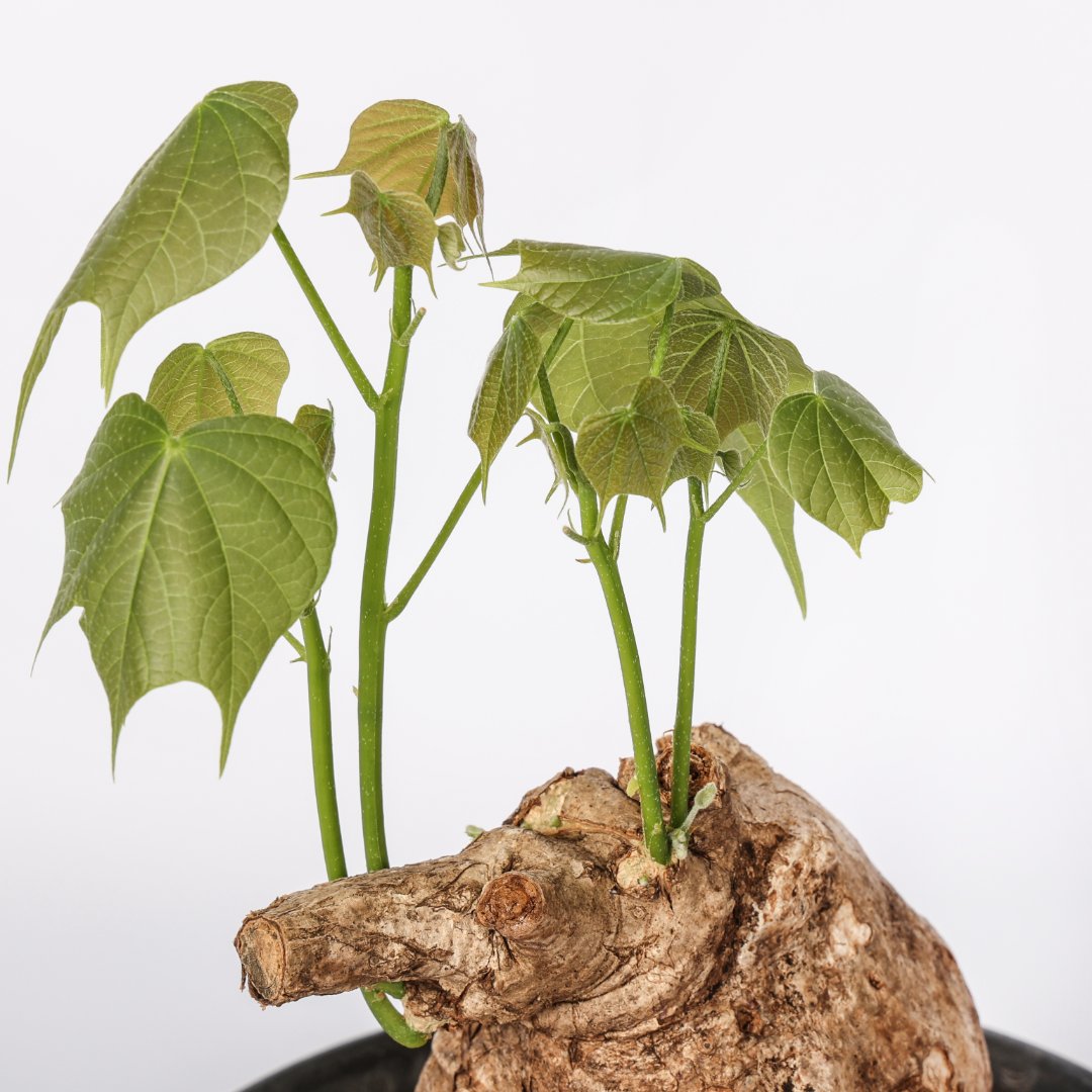 Sterculia colorata Ø 18 cm