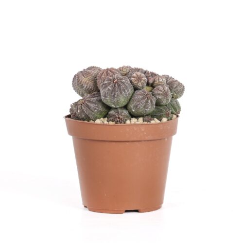 Euphorbia obesa f. caespitosa Ø 12 cm