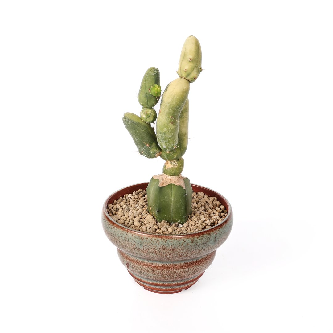 Trichocereus bridgesii mostruoso variegato Ø 14 cm