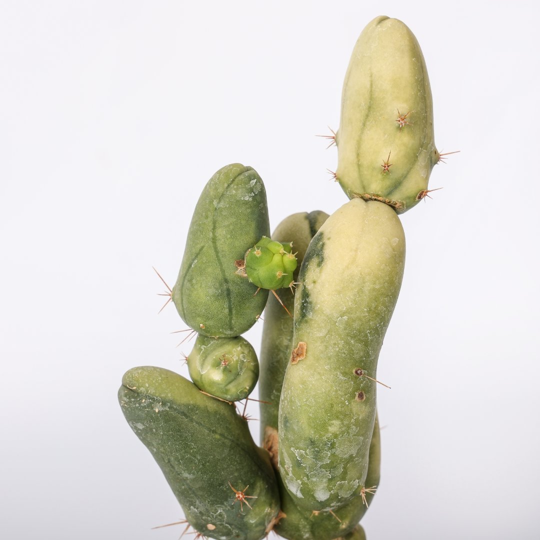 Trichocereus bridgesii mostruoso variegato Ø 14 cm
