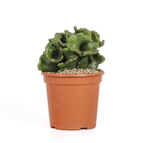 Euphorbia leucodendron crestata Ø 17 cm