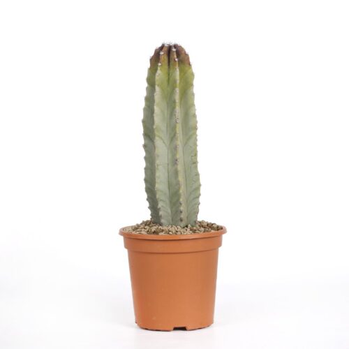 Lophocereus schottii Ø 17 cm