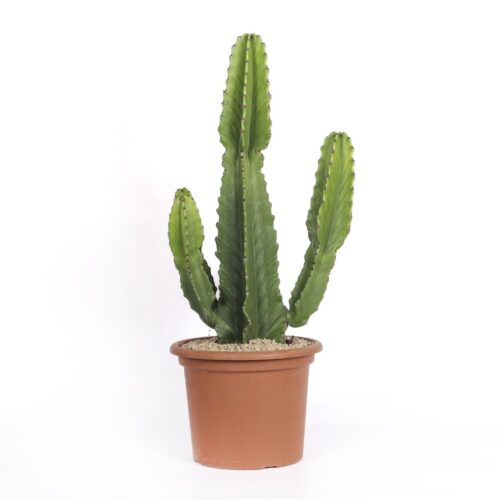 Euphorbia ingens Ø 30 cm