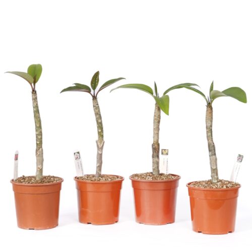 Set de 4 plants de Plumeria (Frangipanier) de collection, Ø 17 cm