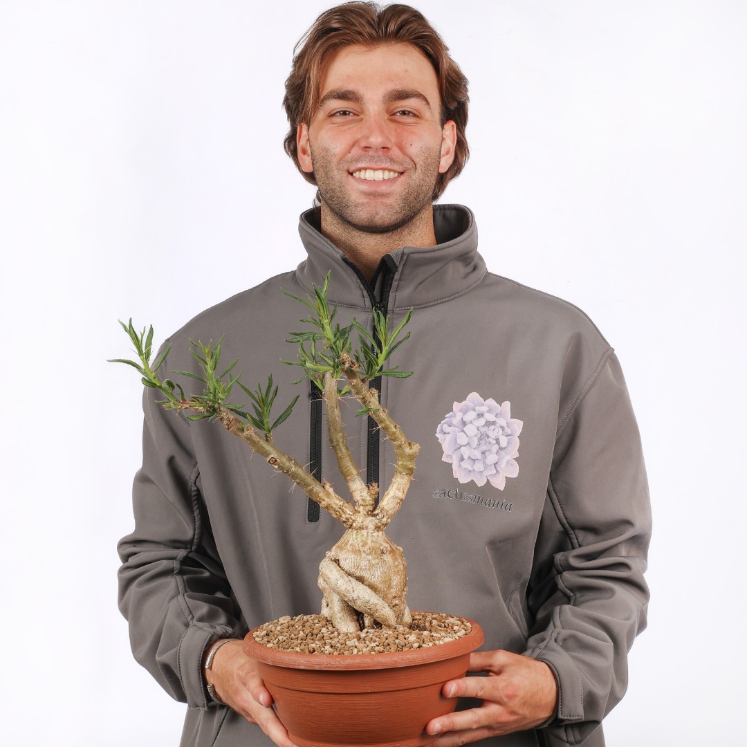 Pachypodium succulentum Ø 25 cm Pachypodium succulentum Ø 25 cm