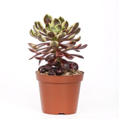 Aeonium 'Superbang' f. variegata Ø 12 cm
