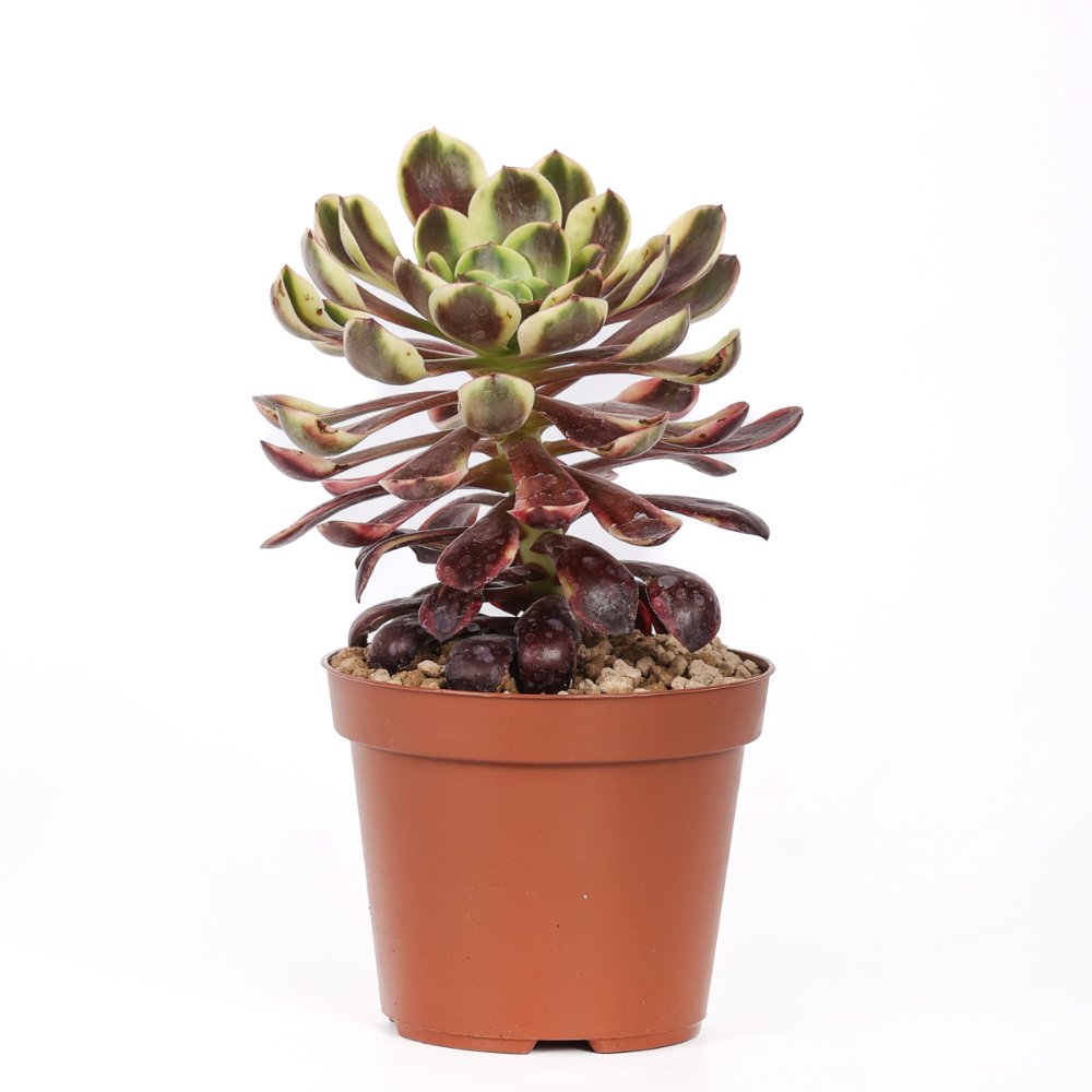 Aeonium 'Superbang' f. variegata Ø 12 cm