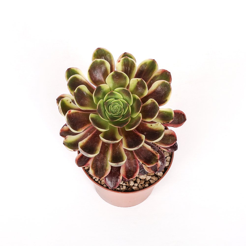 Aeonium 'Superbang' f. variegata Ø 12 cm