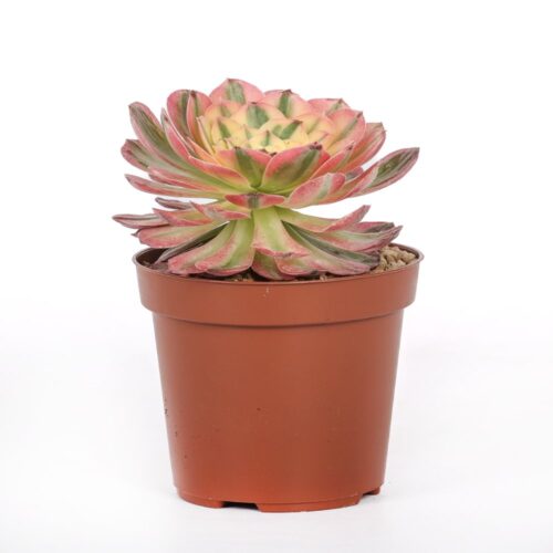 Aeonium 'Sea king' f. variegata Ø 12 cm