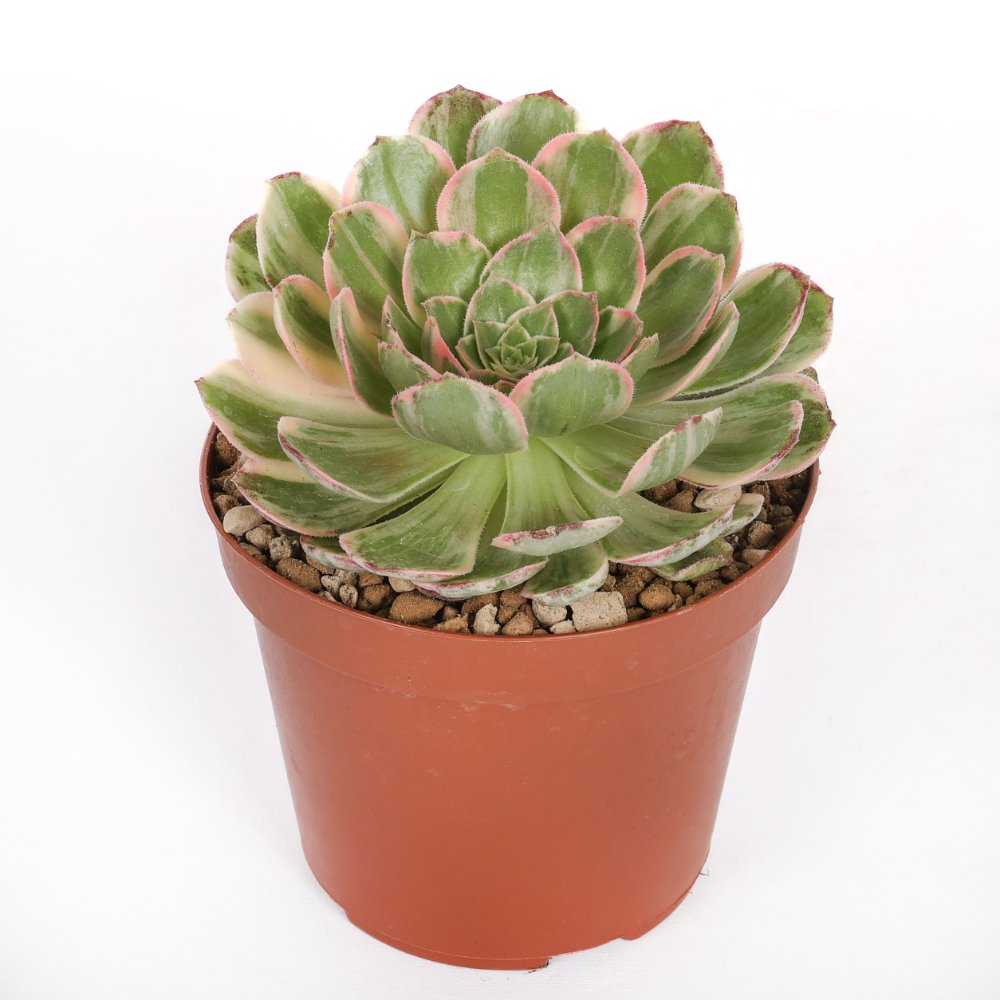 Aeonium Kaleidoscope Ø 12 cm