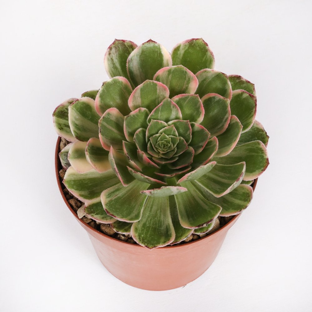 Aeonium Kaleidoscope Ø 12 cm