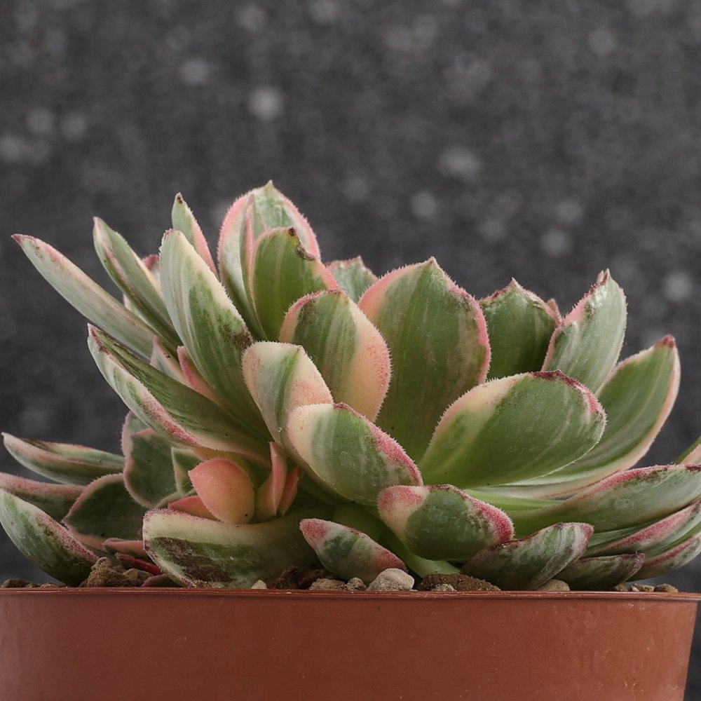 Aeonium Kaleidoscope Ø 12 cm