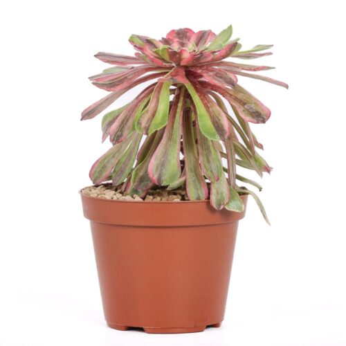 Aeonium Fendai Ø 12 cm