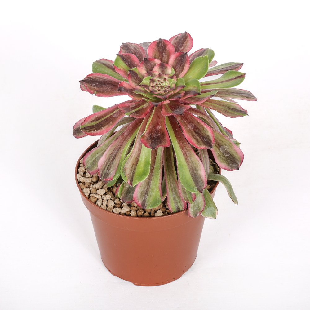 Aeonium Fendai Ø 12 cm