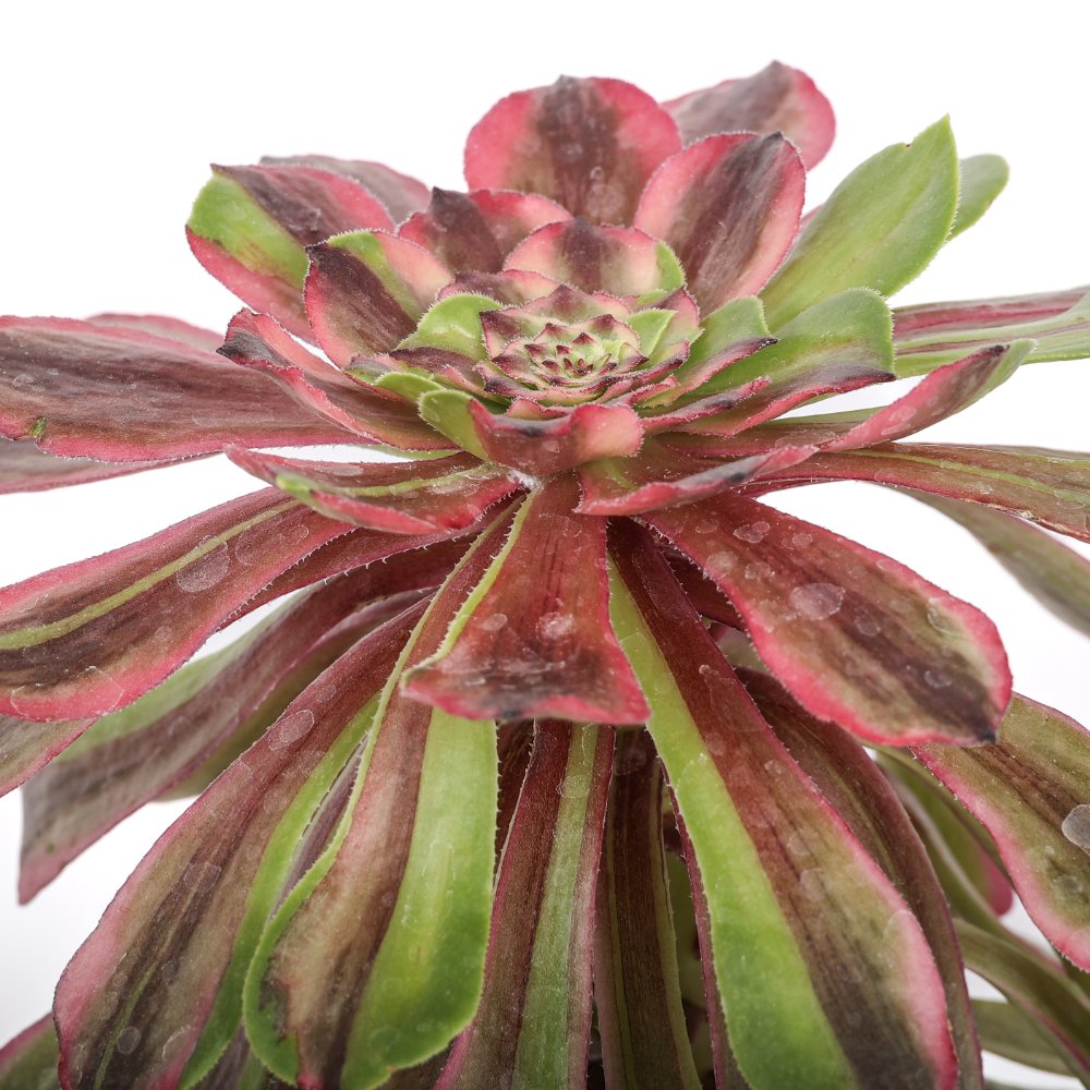 Aeonium Fendai Ø 12 cm