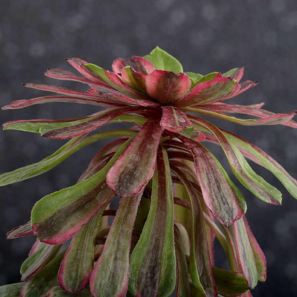 Aeonium Fendai Ø 12 cm