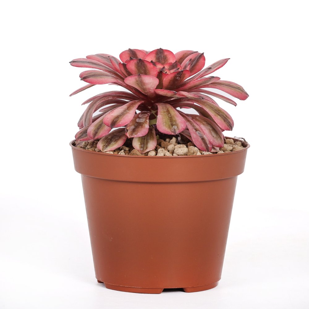 Aeonium Pink Maggie Ø 12 cm
