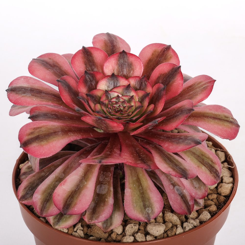 Aeonium Pink Maggie Ø 12 cm