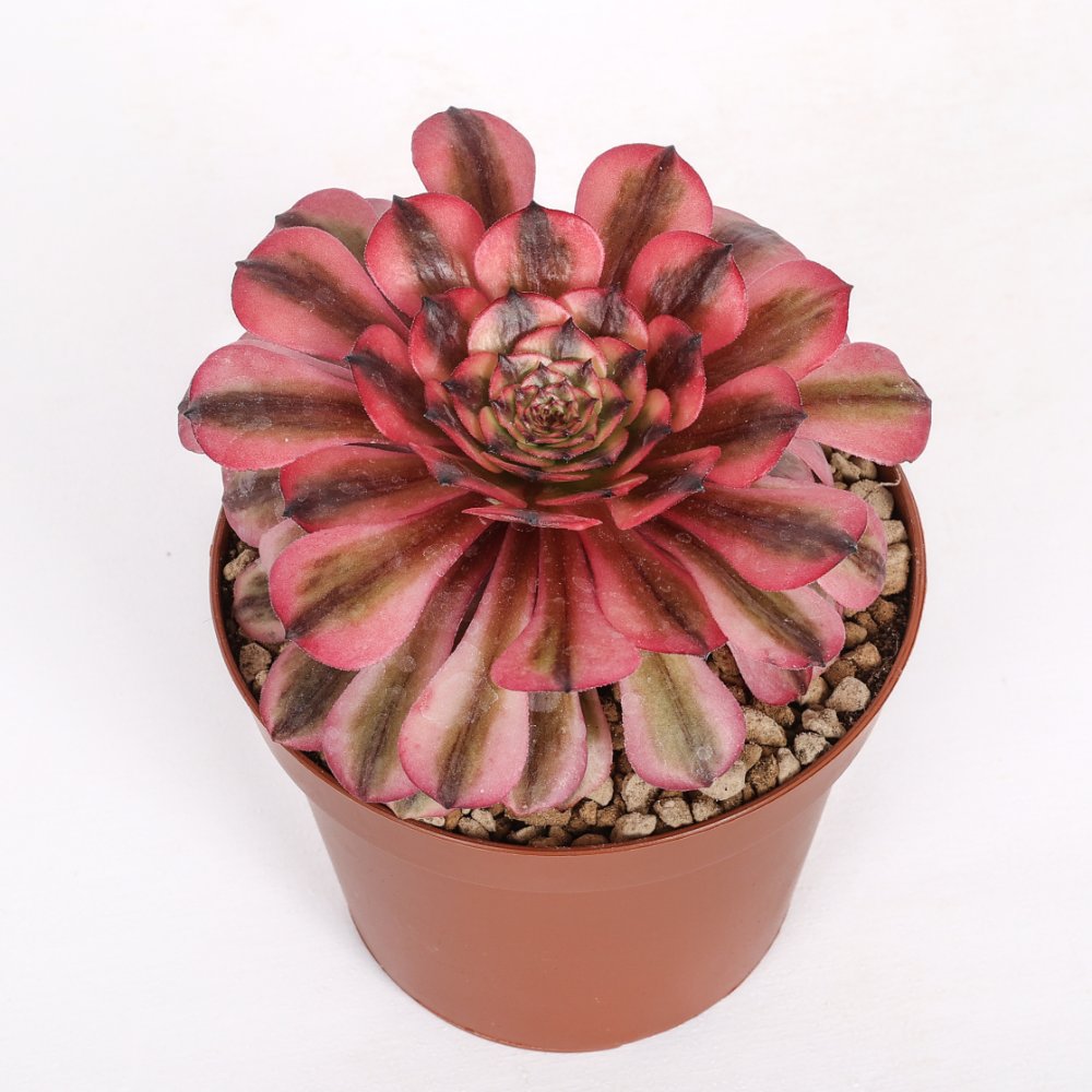 Aeonium Pink Maggie Ø 12 cm