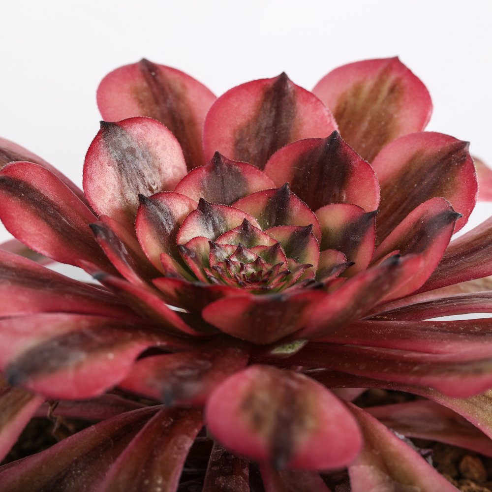 Aeonium Pink Maggie Ø 12 cm