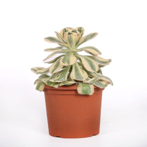 Aeonium Undulatum f. variegata Ø 18 cm