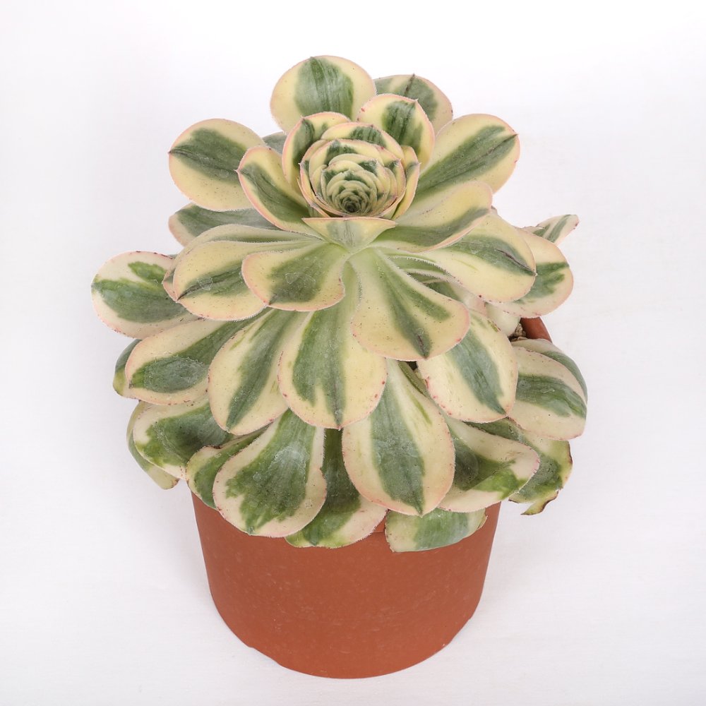Aeonium Undulatum f. variegata Ø 18 cm