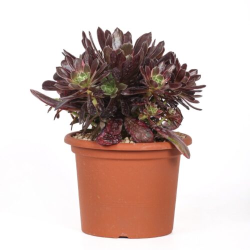 Aeonium Eden Ø 18 cm