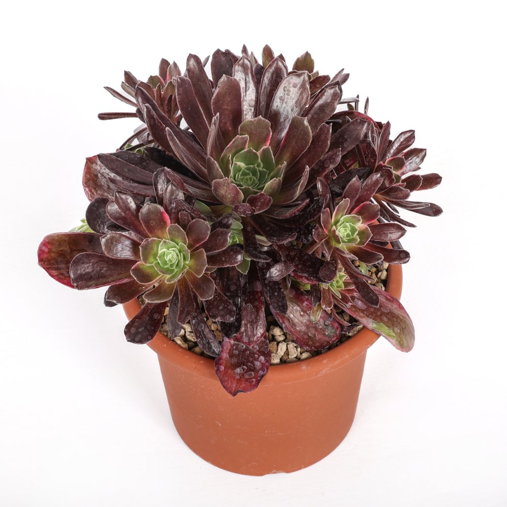 Aeonium Eden Ø 18 cm