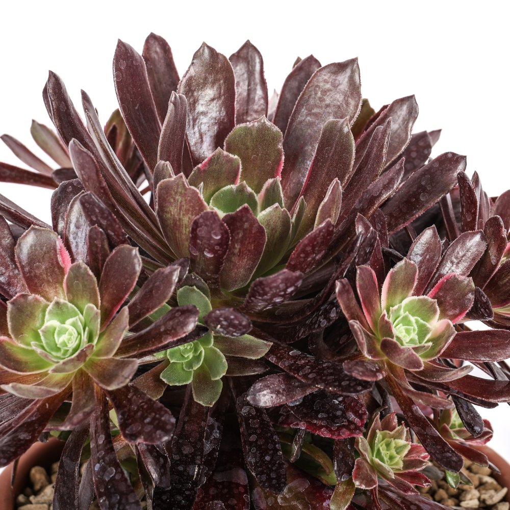 Aeonium Eden Ø 18 cm