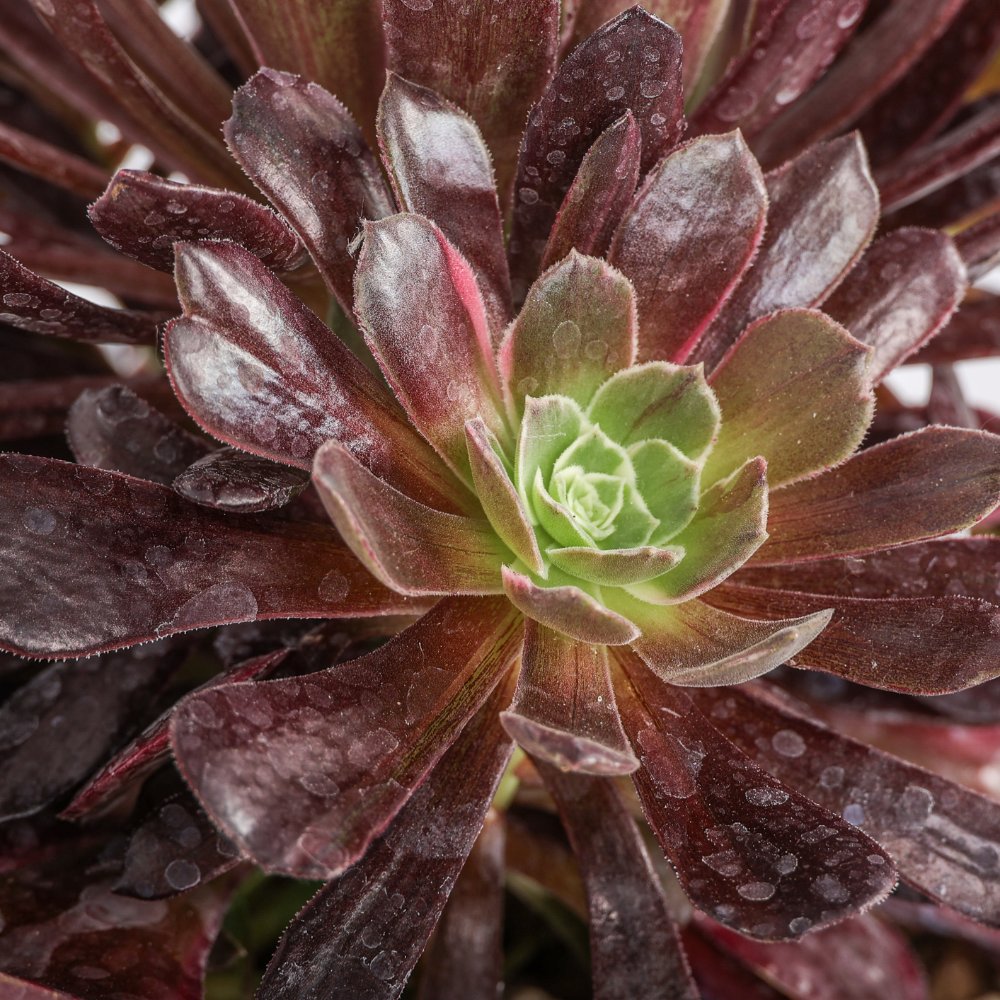 Aeonium Eden Ø 18 cm