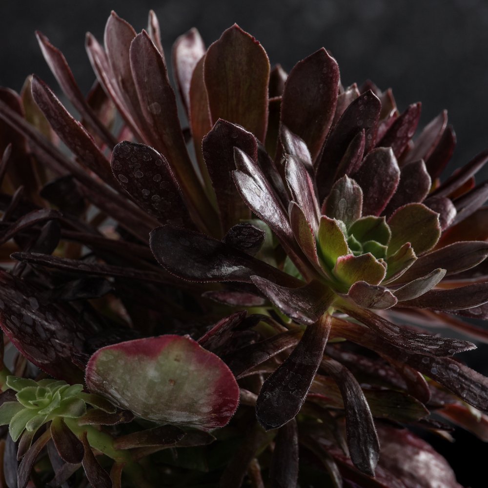 Aeonium Eden Ø 18 cm