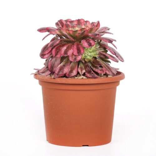 Aeonium Maggie Ø 18 cm
