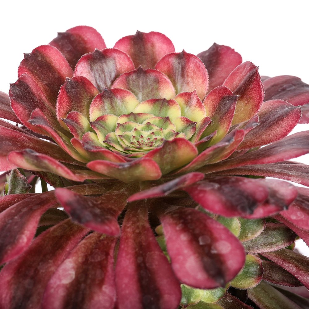 Aeonium Maggie Ø 18 cm