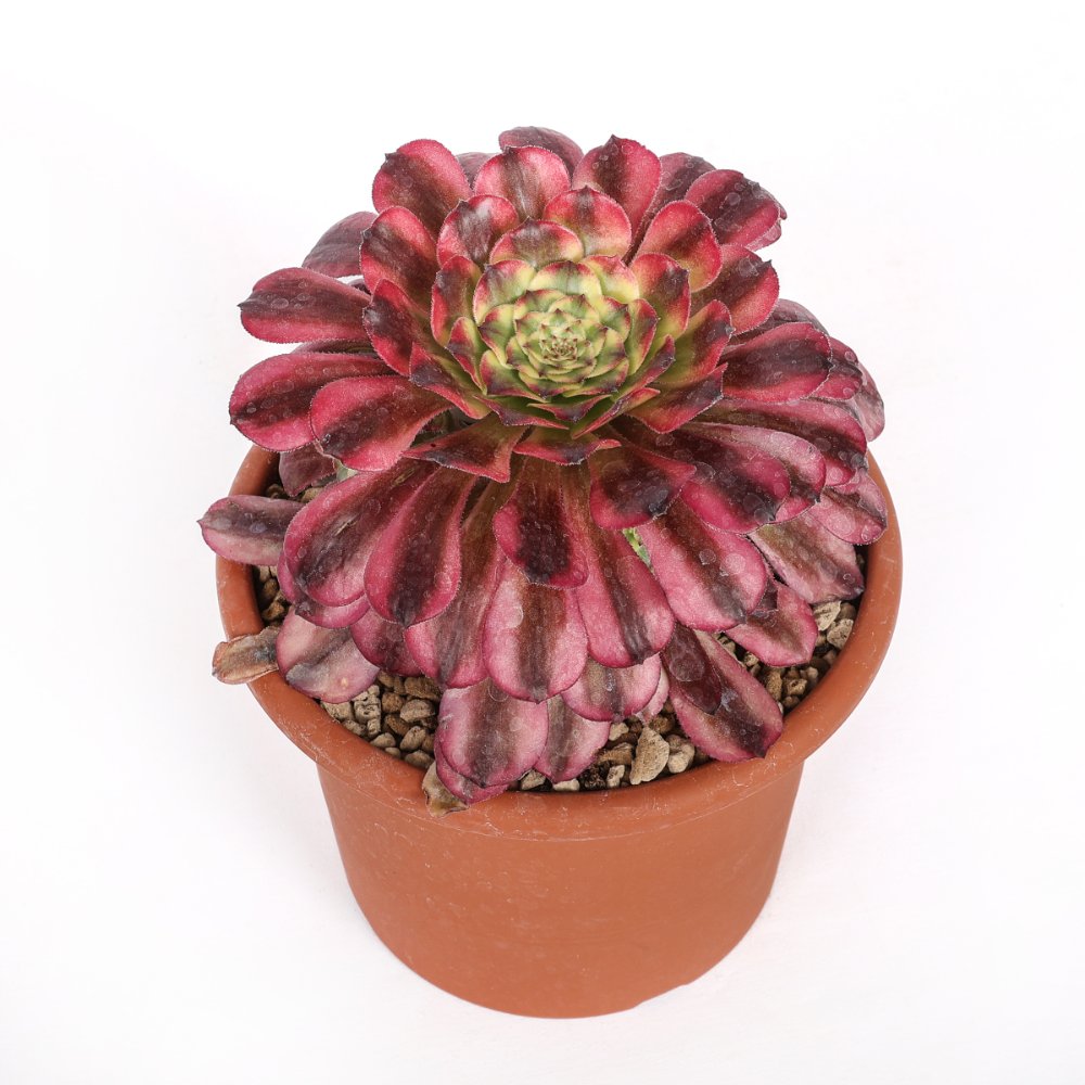 Aeonium Maggie Ø 18 cm