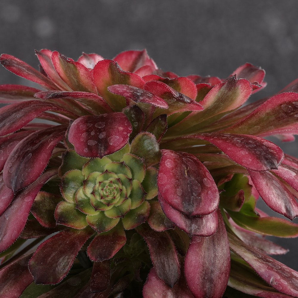 Aeonium Maggie Ø 18 cm