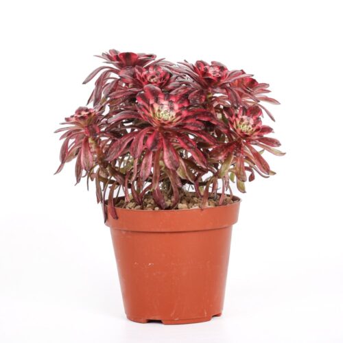 Aeonium Phoenix Flame Ø 18 cm