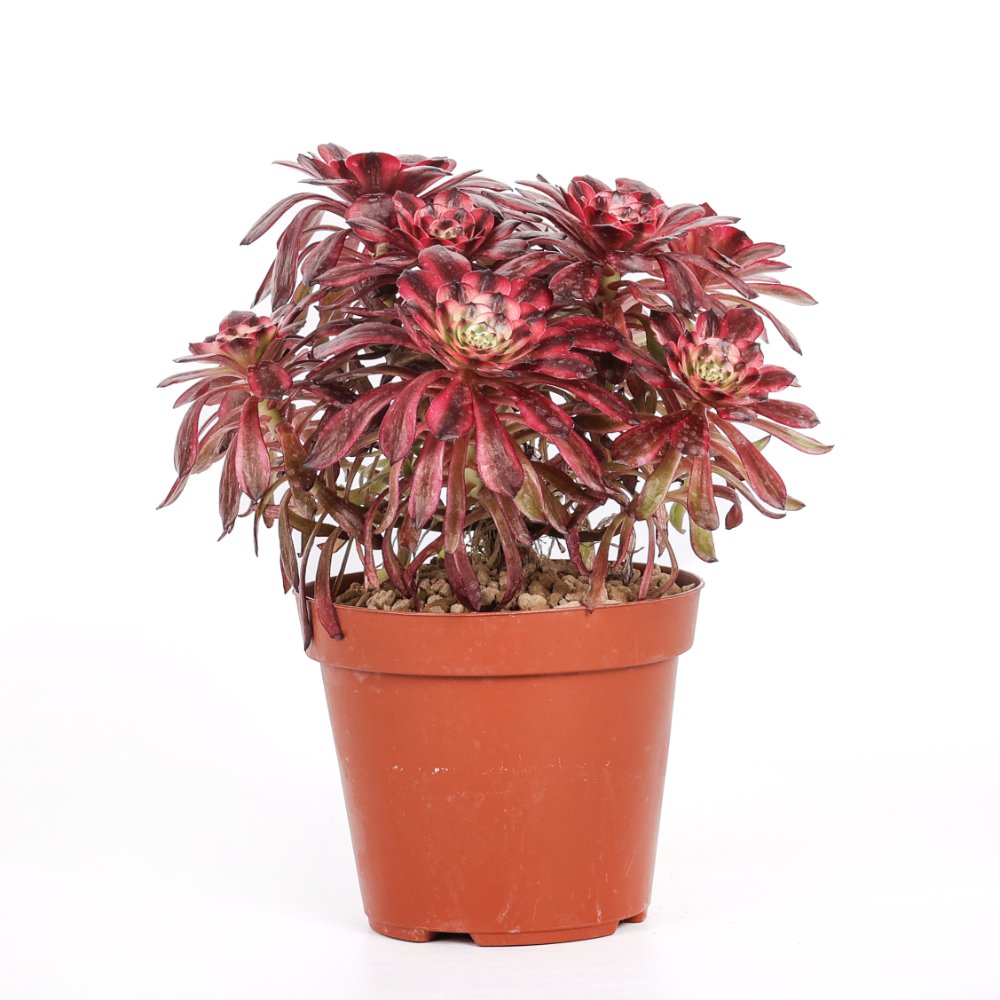 Aeonium Phoenix Flame Ø 18 cm