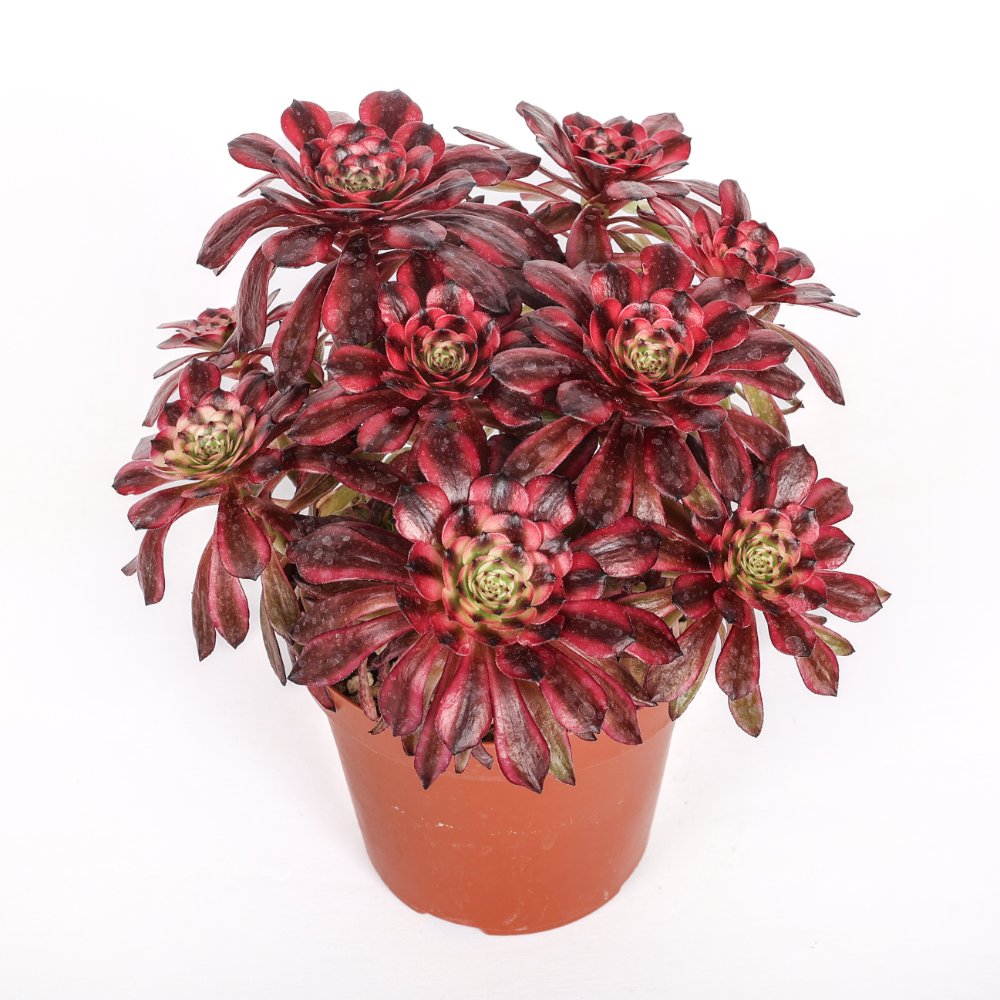 Aeonium Phoenix Flame Ø 18 cm